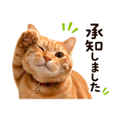 チャトラのにゃんタマ② 使える猫スタンプのメイン画像